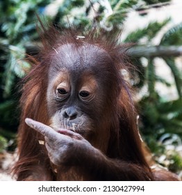 the baby orangutan looks thoughtfully. Focus on the eyes