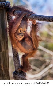 Baby Orangutan playing