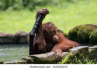 Baby Orangutan Playing With In The Water