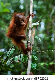 Baby orangutan (Pongo pygmaeus) swinging in tree .  Borneo, Indonesia.