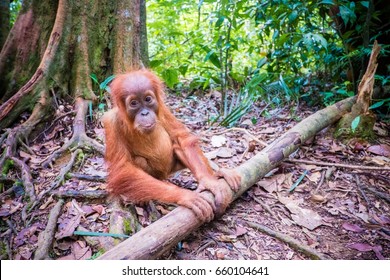 Baby orangutan in Sumatra