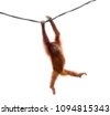 monkey hanging