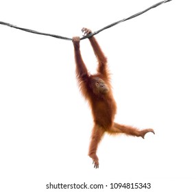 Baby orangutan swinging on rope in a funny pose isolated on white background