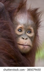 The baby orangutan in the wild jungle. Indonesia. The island of Kalimantan (Borneo). An excellent illustration.