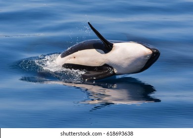 Belly Of Orca Bilder Stockfoton Och Vektorer Med Shutterstock