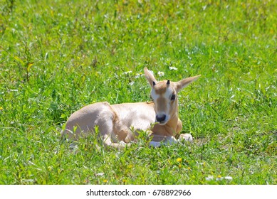 Baby Oryx