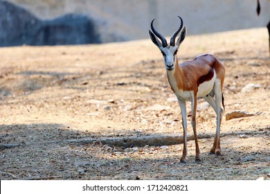 Baby Oryx Was Born In The Zoo