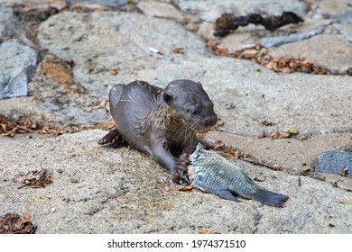 Baby Otter Cub Eating Fish In Singapore