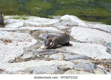 Baby Otter Cub Eating Fish In Singapore