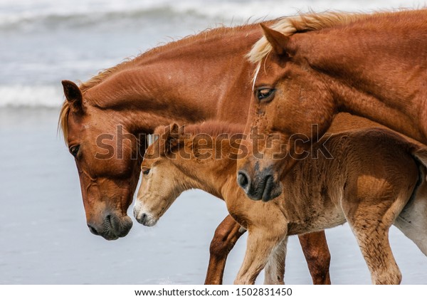 A baby Outer Banks mustang foal walks the\
ocean shoreline in close-up profile between two adult mustangs.Nice\
surf behind them; a lazy domestic\
scene.