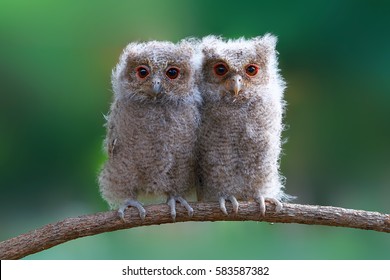 Hibou De Bebe Images Stock Photos Vectors Shutterstock