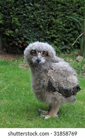 a baby owl , ( 3 weeks old ) Bubo bubo or Eurasian Eagle Owl