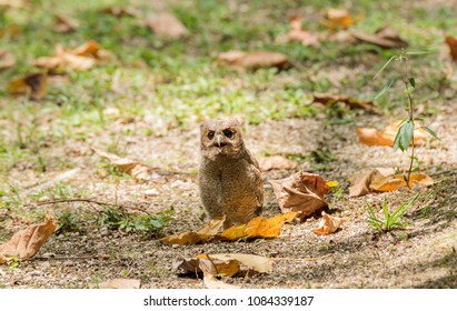 Baby owl (Otus Bakkamoena) 