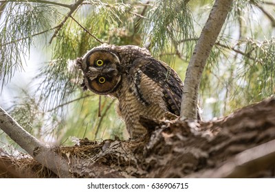 Baby Owl Tilting Head