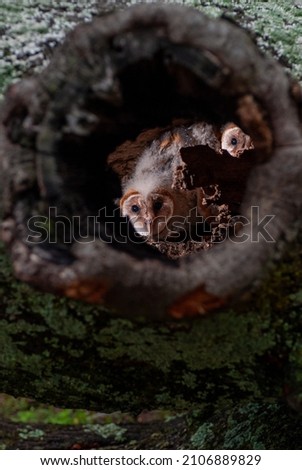 baby owls in an old hallow tree