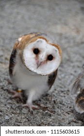 Portrait Barn Owl Tyto Alba Sitting Stock Photo 240180649 | Shutterstock