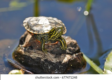Baby Painted Turtle Sunning Itself in the Summer's Sun