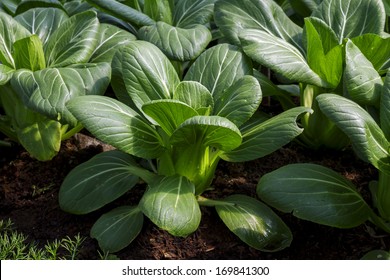 Baby Pak Choi Or Bok Choy