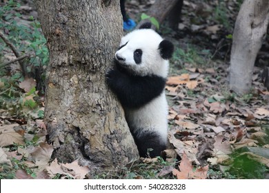 Baby Panda In Chengdu