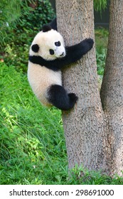 Baby Panda Climb A Tree