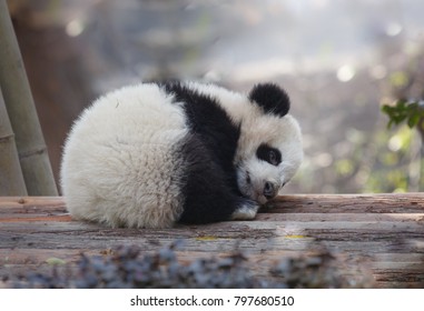 A baby panda lies sleeping