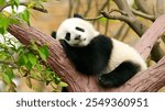 A baby panda sleeping on a tree shows how cute and cute the baby is