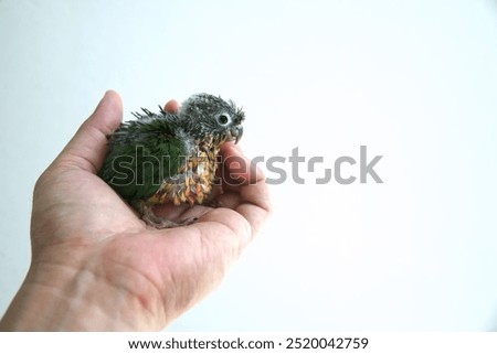 Similar – Image, Stock Photo Baby green Animal Pet Bird