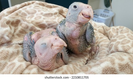 Baby Parrot 11 415 Bilder Stockfoton Och Vektorer Shutterstock