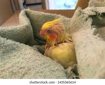 Baby Parrots, Yellow Hairs, Red Cheeks, Are Wrapped In A Cloth For Warmth.