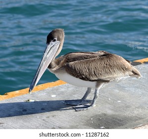 Baby Pelican On The Pier.