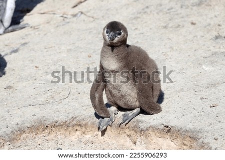 Baby penguin also known as a chicks spotted in South Africa. 