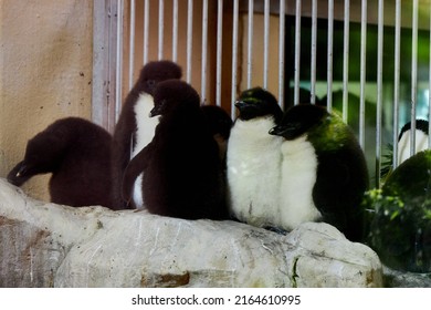 Baby Penguins Huddling Together In A Zoo