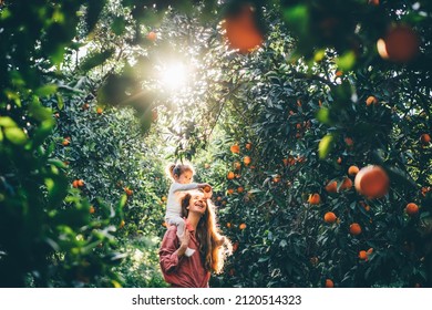 Baby picks a fresh orange from a green tree in sunny day. Harvesting. Natural vitamins. - Shutterstock ID 2120514323