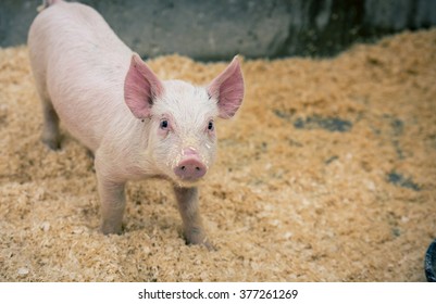 Baby Pig