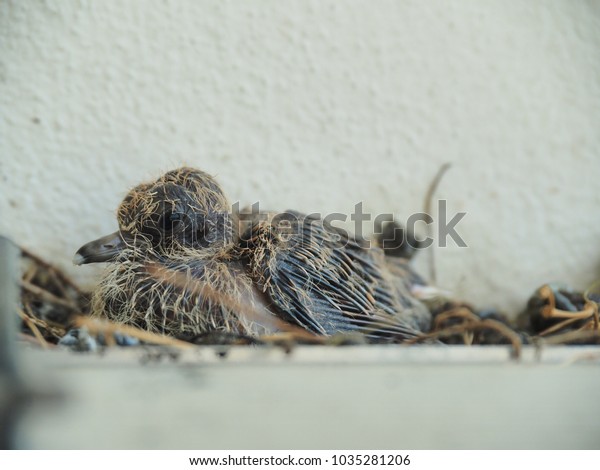 Baby Pigeon About Week Old Stay Stock Photo Edit Now 1035281206