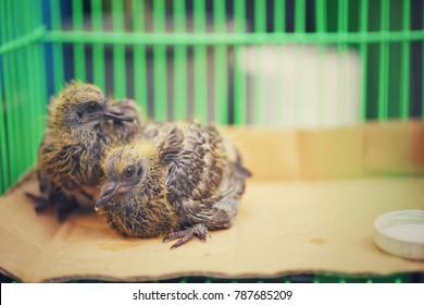 Baby Pigeon At Bangkok,Thailand 
