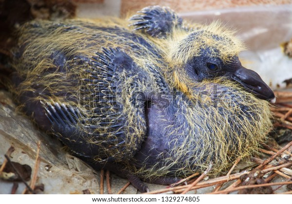 Baby Pigeon Nest Yellow Hair Stock Photo Edit Now