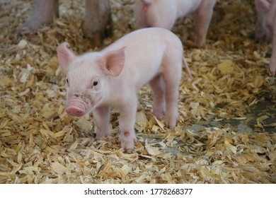 Pigglet Images, Stock Photos & Vectors | Shutterstock