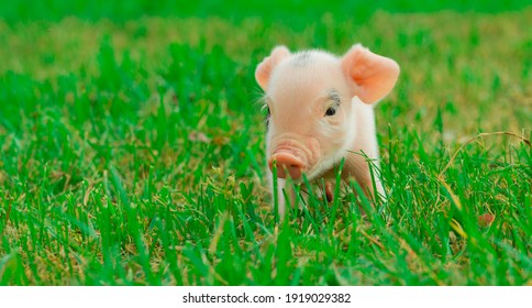 baby piglet grazing in the meadow