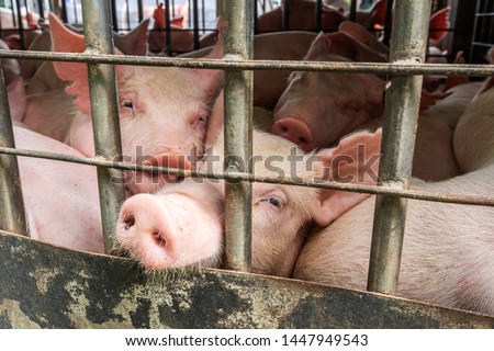 baby piglets during transport by truck