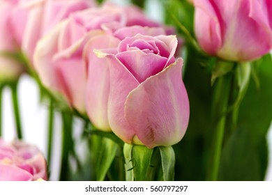 Baby pink roses