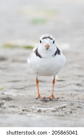 Baby Piping Plover