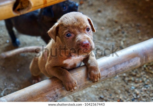 Baby Pitbull Stand On Bamboo Table Stock Photo Edit Now