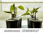 Baby plants sowing in small pots. Trays for agricultural seedlings, front view. Seedlings in pots on windowsill. Green plants in plastic cups.