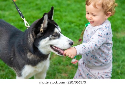 Baby Is Playing With A Husky Dog. Selective Focus. Animal.