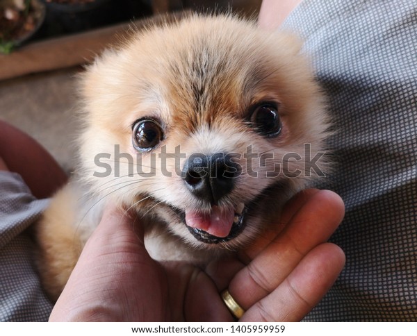 Baby Pomeranian Dog Looks Camera On Stock Photo Edit Now