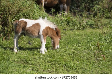 Little Pony Eats Grass Imagenes Fotos De Stock Y Vectores Shutterstock