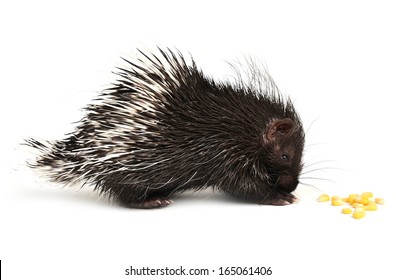 Baby Porcupine Isolated On White Background