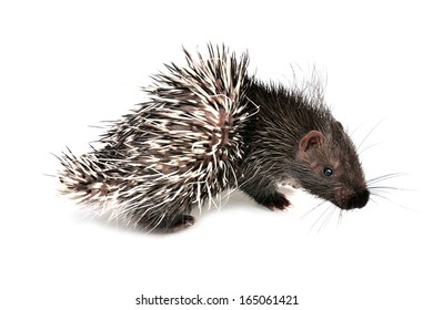 Baby Porcupine Isolated On White Background