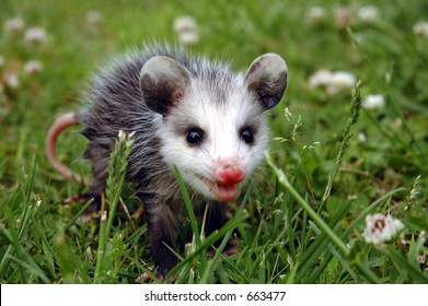 Baby Possum